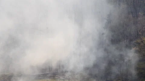 Dense smoke of a fire in a forest Stock Footage 62453828