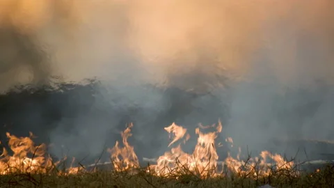 Dense smoke rising wildfire Stock Footage 119446958