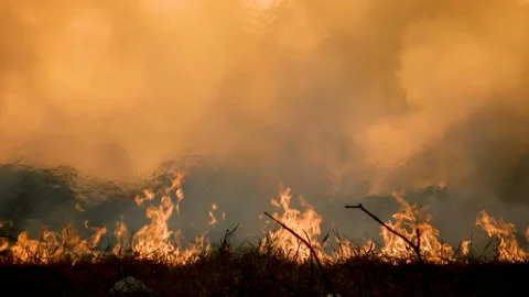 Dense smoke rising wildfire Stock Footage 145382410