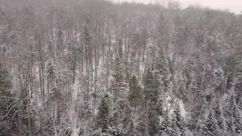 Dense snow covered forest hillside snowfall Canada Algonquin Park winter aerial Видео 347809348