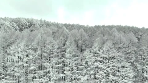 Dense Snow Covered Forest, Winter Trees Wall, Nature│Aerial Truck Stock-Footage 329063265