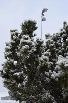 Dense snow covered pine tree branches close up view Stock Photos