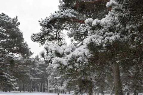 Dense snow covered pine tree branches close up view Фото
