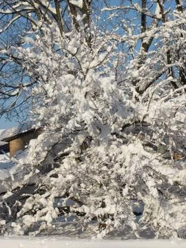 Dense Snow Covered Tree Branches On Sunny Winter Day Stock Photos