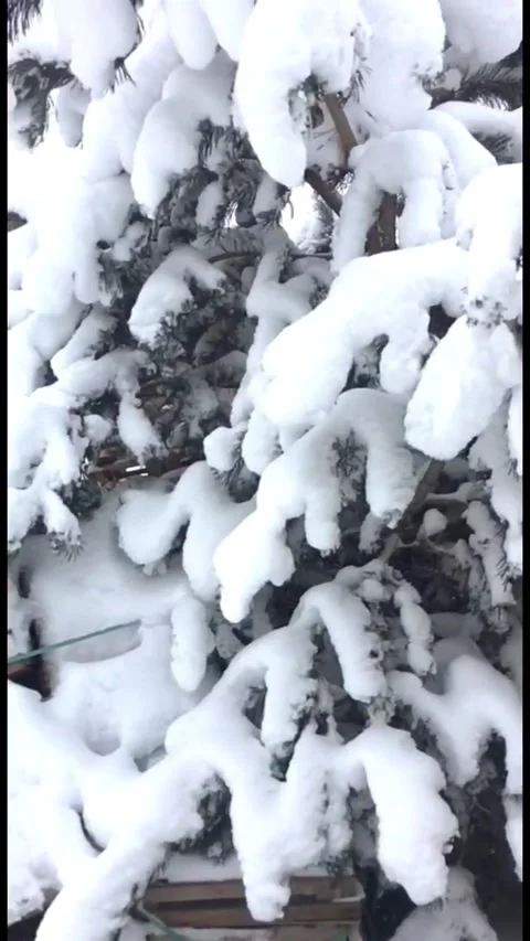 Dense snow covering pine tree branches in a winter garden, showing the heavy Stock-Footage 333240982