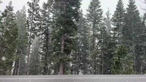Dense snowflakes fall steadily through tall evergreen pine trees lining a paved Stock Footage 341326483