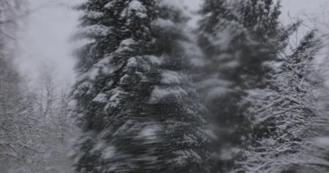 A dense snowstorm blurs the visibility of a dense forest. Snow-laden branches Stock-Footage 253286120