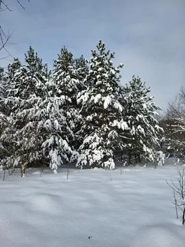 Dense snowy pine cluster in forest Stock Photos