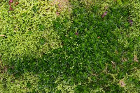 Dense, soft carpet of moss Stock Photos