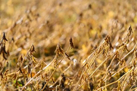 Dense soybean crop under warm sun, overlapping stalks creating layered pattern, Stock Photos