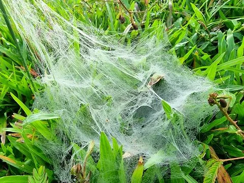 Dense Spiderweb Entangling Greenery in a Thai Field Stock Photos