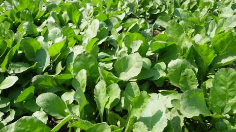 Dense Spinach Field 库存影片 333899658