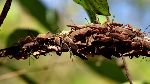 Dense spine footed bugs aggregation on tree branch. Stock Footage 329999213