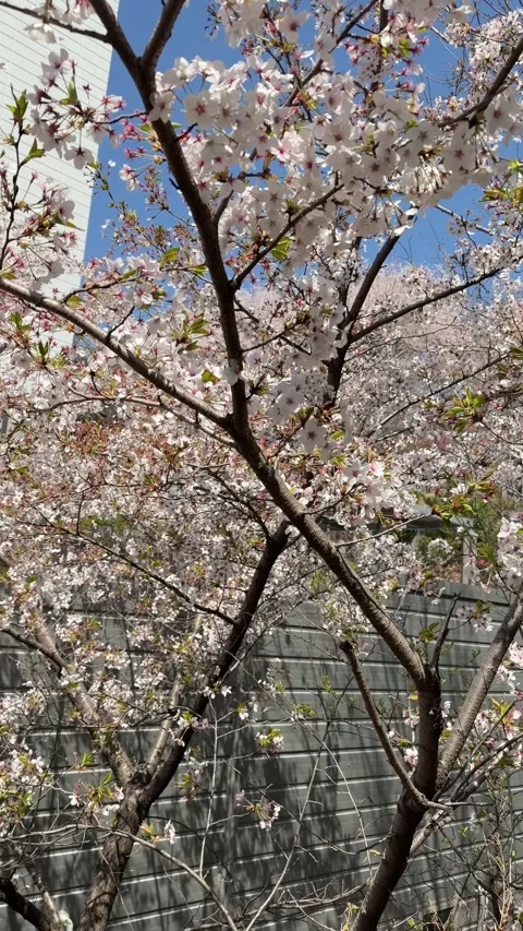 Dense Spring Cherry Blossoms Blooming Against Grey Wall Stock Footage 337562588