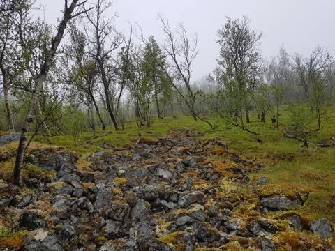 Dense spring forest with fog Stock Photos