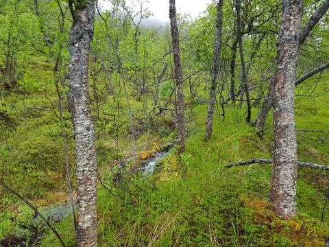Dense spring forest with fog Stock Photos