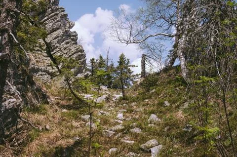 Dense spring forest Foto stock