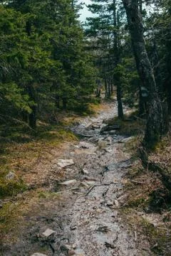 Dense spring forest Foto stock