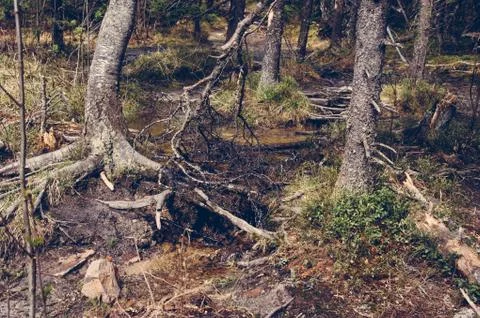Dense spring forest Stock Photos