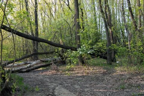 In a dense spring forest, trees fell across the road, blocking traffic Foto stock