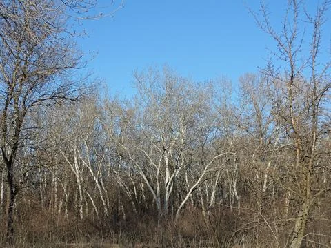 Dense spring forest without leaves under a clear sunny sky Stock Photos