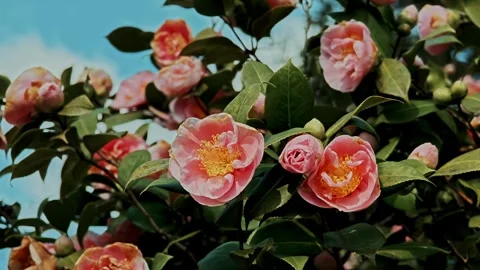 Dense spring shrub completely covered with opening pink camellia flowers Stock Footage 332166353
