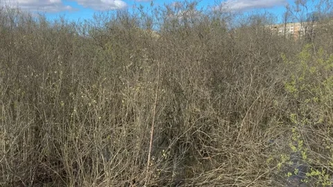 Dense spring shrub thickets in a marshy area with young green buds  Stock Footage 333510901