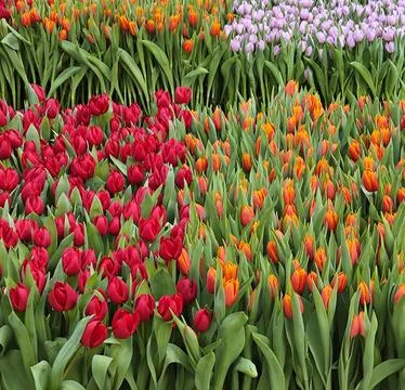 Dense spring tulip background Stock Photos