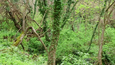 Dense Spring Woodland With Fallen Tree Trunk and Ivy Covered Trees Video stock 337005098