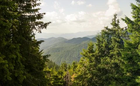 Dense spruce forest covering rolling green hills with distant mountains und.. Stock Photos