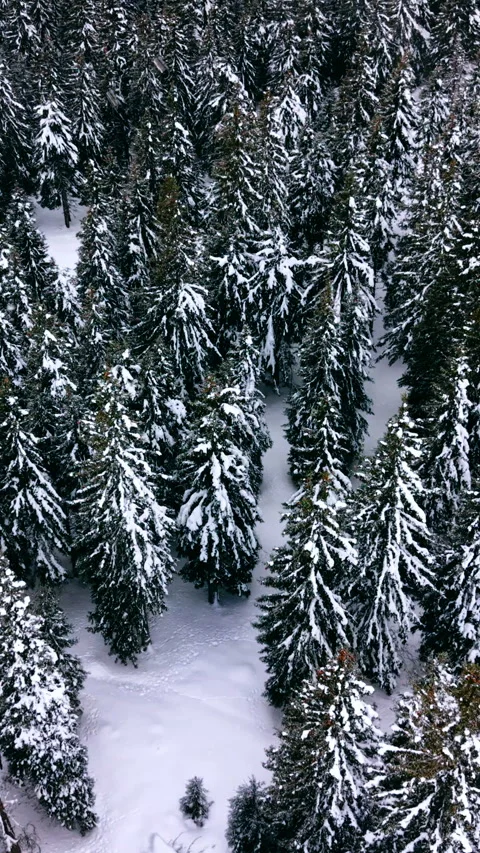 Dense spruce forest with narrow clearing, Rhodope Mountains Vertical video. Video stock 347396002