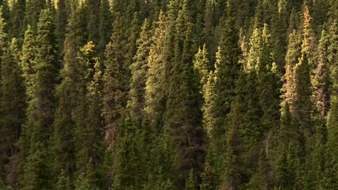 Dense Spruce Forest with Sunlight and Shadow Patterns in Denali, natural 動画素材 312739821