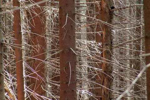 Dense spruce tree trunks with bare dry branches in a dark coniferous forest Stock Photos