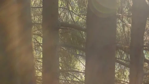 Dense spruce tree trunks illuminated by sunset yellow sunbeams Stock Footage 165280842