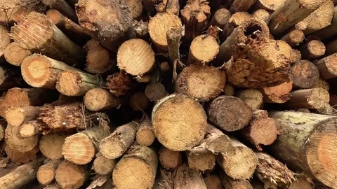 Dense stack of cut logs fills view with circular trunk ends, rough bark, dry Stock Footage 344910720