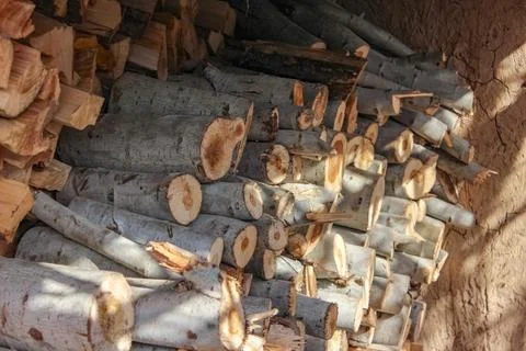 A dense stack of cut poplar tree logs, displaying varied circular cross-secti Stock-Fotos