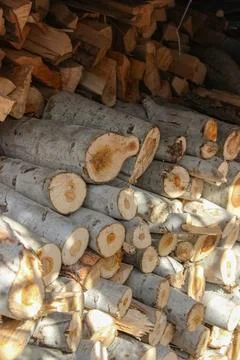 A dense stack of cut poplar tree logs, displaying varied circular cross-secti Stockfoto's