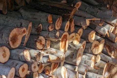 A dense stack of cut poplar tree logs, displaying varied circular cross-secti Fotos Stock