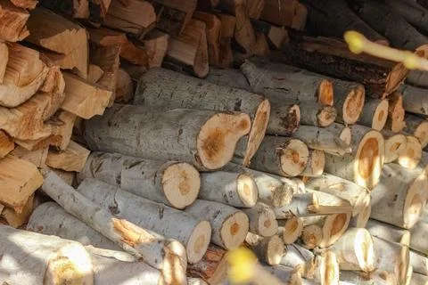 A dense stack of cut poplar tree logs, displaying varied circular cross-secti Stock-Fotos