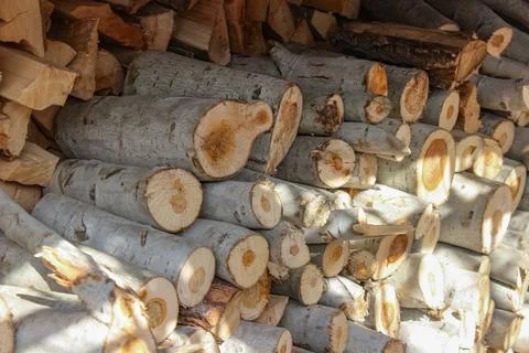 A dense stack of cut poplar tree logs, displaying varied circular cross-secti Foto stock