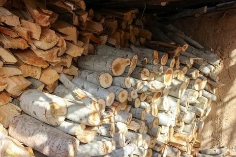A dense stack of cut poplar tree logs, displaying varied circular cross-secti Foto stock