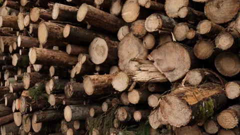 Dense stack of cut timber logs with rough bark, moss, and circular ends, forming Stock Footage 347693119
