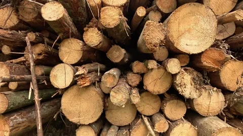 Dense stack of cut tree logs fills view with rough bark, fresh sawn ends Stock Footage 344910736