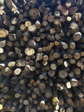 Dense stack of thin wooden branches and small logs creating a natural rustic 写真素材