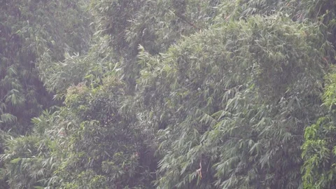 A dense stand of bamboo Stock Footage 316236555