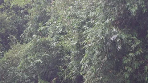 A dense stand of bamboo trees in rain Stock Footage 316236359