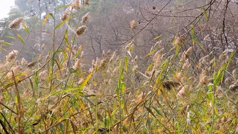 Dense stand of common reeds, wind in the air known as Phragmites Australis. Stock Footage 327363053
