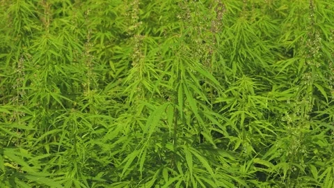 Dense stand of tall green hemp plants with narrow serrated leaves and flowering Stock Footage 344238658