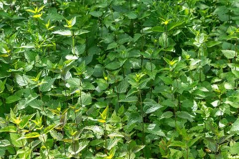 Dense stinging nettle patch in sunlit garden Stock Photos