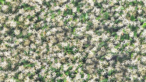 Dense Succulent Garden Top View Stock Footage 319884378